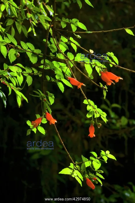 : Chilean Mitre Flower / Botellita / Mitraria - flowering : Chilean Mitre Flower / Botellita / Mitraria - flowering