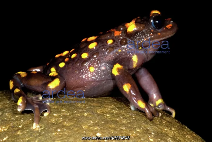  : Chilean mountains false toad