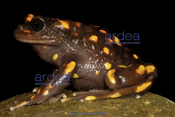: Chilean mountains false toad : Chilean mountains false toad