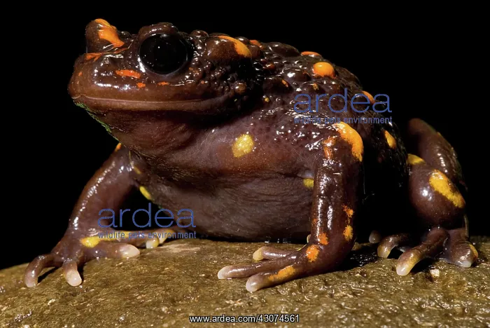 : Chilean mountains false toad : Chilean mountains false toad