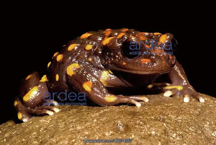  : Chilean mountains false toad