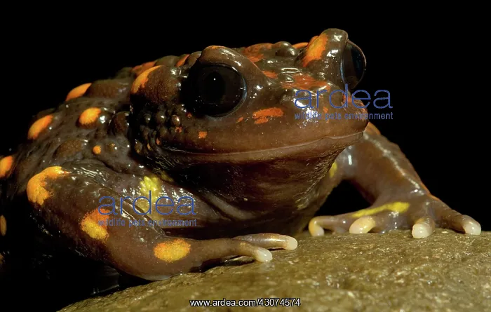  : Chilean mountains false toad
