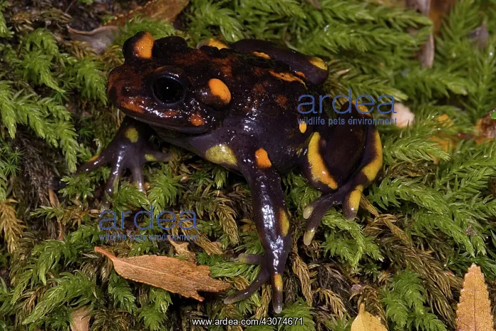: Chilean mountains false toad : Chilean mountains false toad