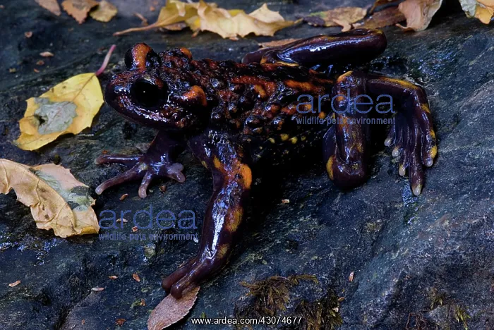 : Chilean mountains false toad : Chilean mountains false toad