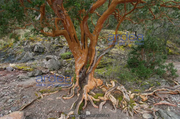 : Chilean Myrtle : Chilean Myrtle