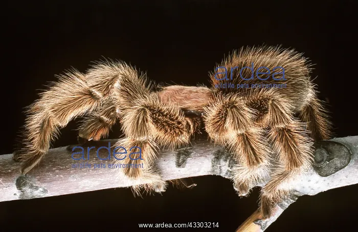 : Chilean Rose Bird-eating / Tarantula Spider : Chilean Rose Bird-eating / Tarantula Spider