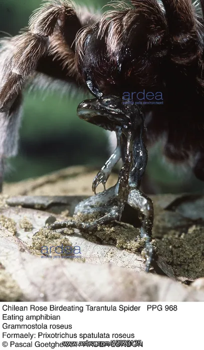 : Chilean Rose Bird-eating / Tarantula Spider - eating : Chilean Rose Bird-eating / Tarantula Spider - eating