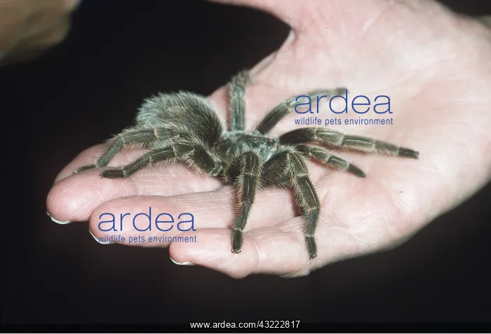 : CHILEAN ROSE TARANTULA / BIRD-EATING - Female on hand : CHILEAN ROSE TARANTULA / BIRD-EATING - Female on hand