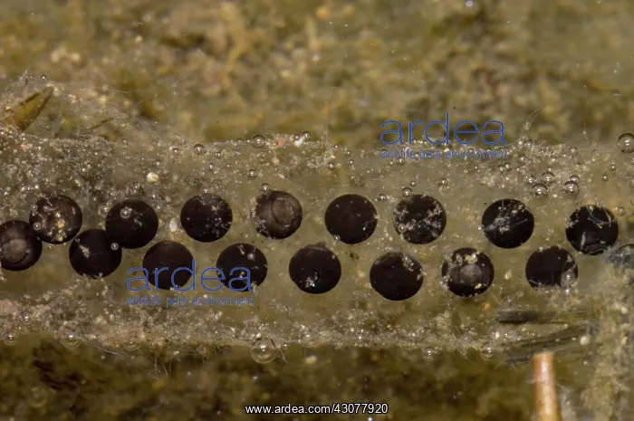 : Chilean Toad eggs : Chilean Toad eggs