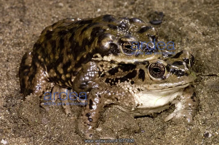 : Chilean Toads breeding : Chilean Toads breeding