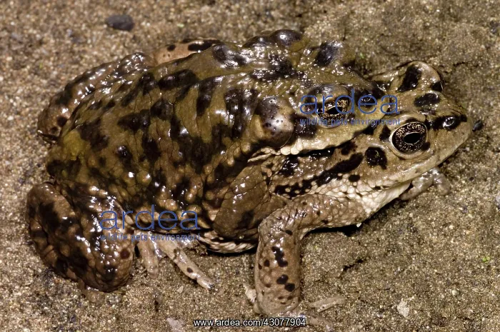 : Chilean Toads breeding : Chilean Toads breeding