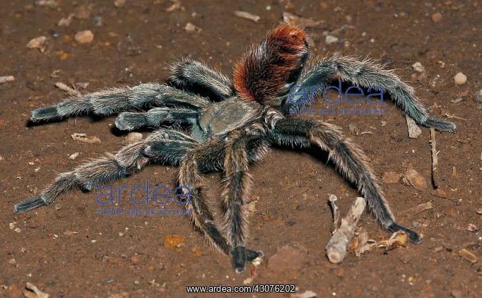 : Chilean Truculent Tarantula : Chilean Truculent Tarantula
