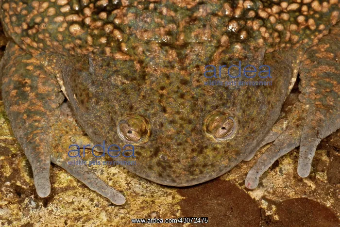 : Chilean Widemouth Frog : Chilean Widemouth Frog