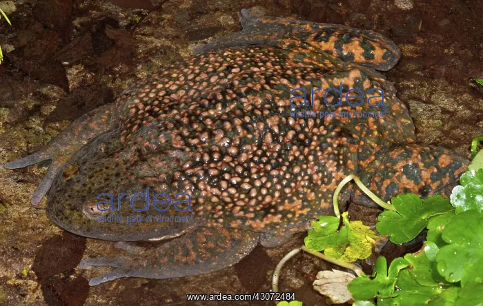 : Chilean Widemouth Frog : Chilean Widemouth Frog