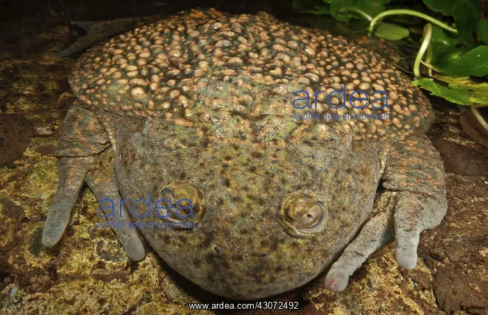 : Chilean Widemouth Frog : Chilean Widemouth Frog