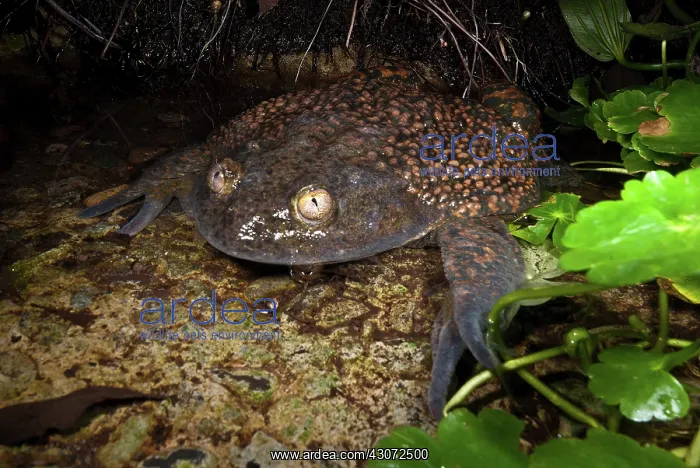 : Chilean Widemouth Frog : Chilean Widemouth Frog