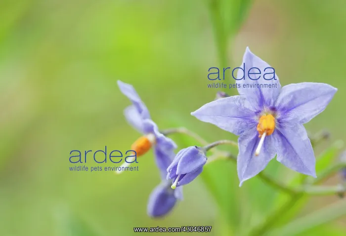 : Chileanpotatotree : Chileanpotatotree