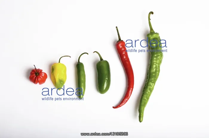  : Chili Peppers