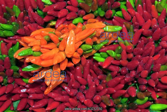: Chili peppers at market in Ponte di Rialto : Chili peppers at market in Ponte di Rialto
