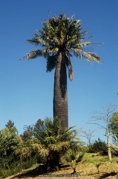 : Chilian Wine Palm : Chilian Wine Palm