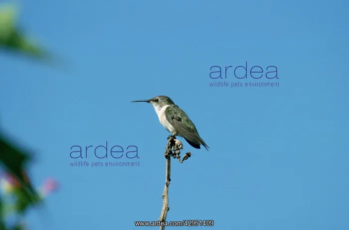 : Chilian Woodstar - female : Chilian Woodstar - female