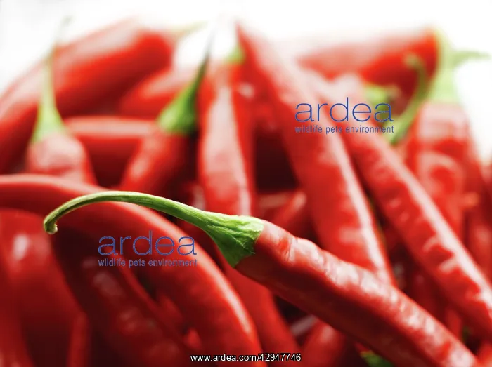 : Chilli, Capsicum annuum : Chilli, Capsicum annuum