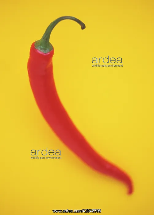 : Chilli, Capsicum annuum : Chilli, Capsicum annuum