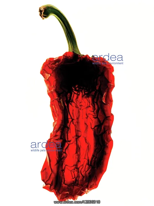 : Chilli, Capsicum annuum : Chilli, Capsicum annuum