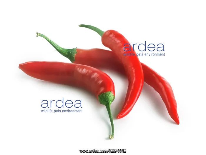 : Chilli, Capsicum annuum : Chilli, Capsicum annuum