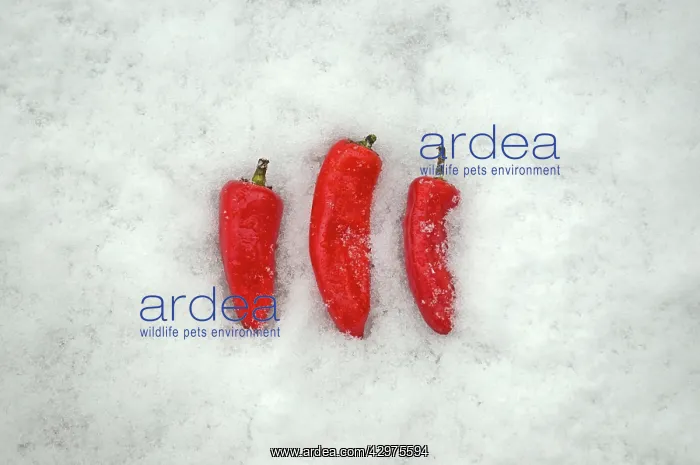 : Chilli, Capsicum annuum : Chilli, Capsicum annuum