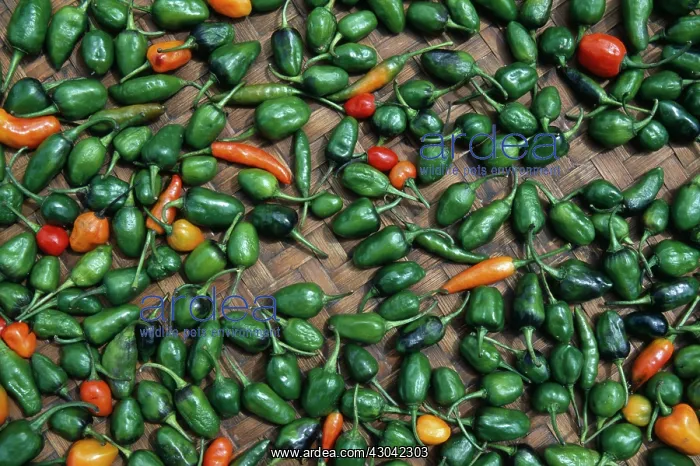 : Chilli, Capsicum annuum : Chilli, Capsicum annuum