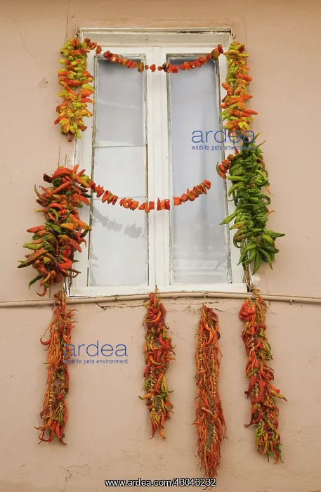 : Chilli. Turkey, Aydin Province, Kusadasi, Strings of red, green : Chilli. Turkey, Aydin Province, Kusadasi, Strings of red, green