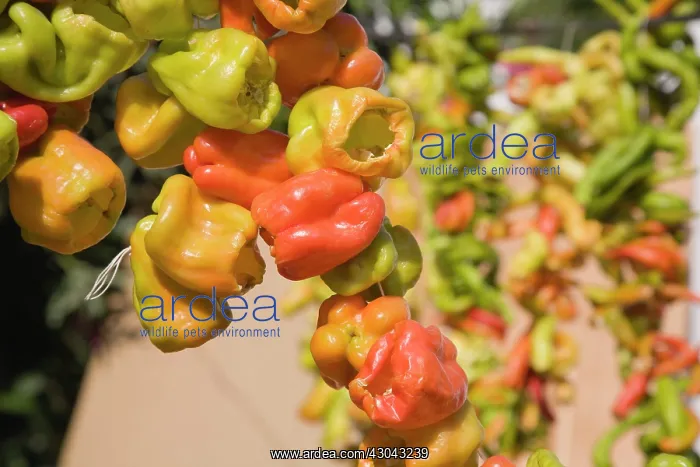 : Chilli. Turkey, Izmir Province, Selcuk, Ephesus, Strings of orange, yellow : Chilli. Turkey, Izmir Province, Selcuk, Ephesus, Strings of orange, yellow