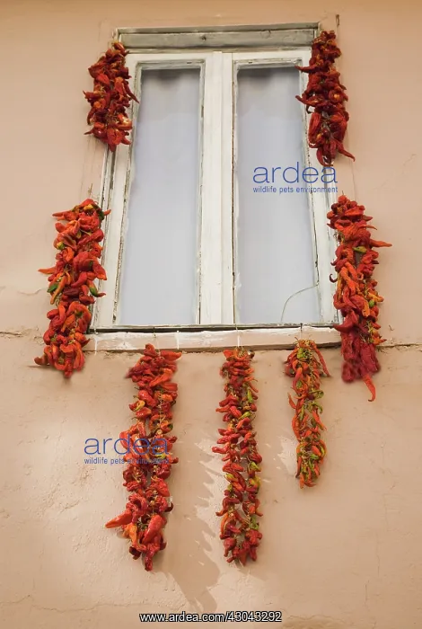 : Chilli. Turkey, Aydin Province, Kusadasi, Strings of red : Chilli. Turkey, Aydin Province, Kusadasi, Strings of red