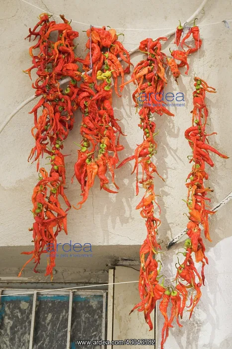 : Chilli. Turkey, Aydin Province, Kusadasi, Strings of bright red : Chilli. Turkey, Aydin Province, Kusadasi, Strings of bright red