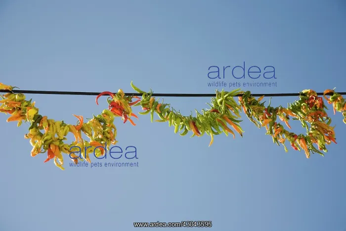 : Chilli. Turkey, Aydin Province, Kusadasi, Strings of brightly coloured : Chilli. Turkey, Aydin Province, Kusadasi, Strings of brightly coloured