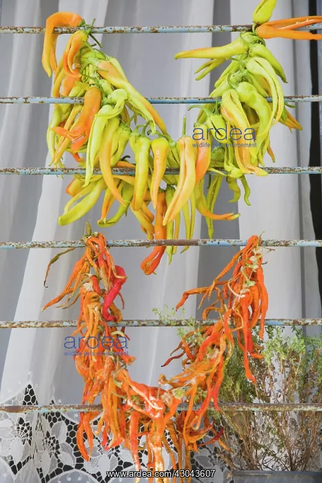 : Chilli. Turkey, Aydin Province, Kusadasi, Strings of yellow : Chilli. Turkey, Aydin Province, Kusadasi, Strings of yellow