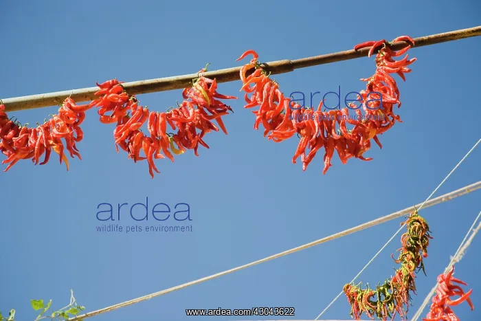 : Chilli. Turkey, Aydin Province, Kusadasi, Strings of red : Chilli. Turkey, Aydin Province, Kusadasi, Strings of red