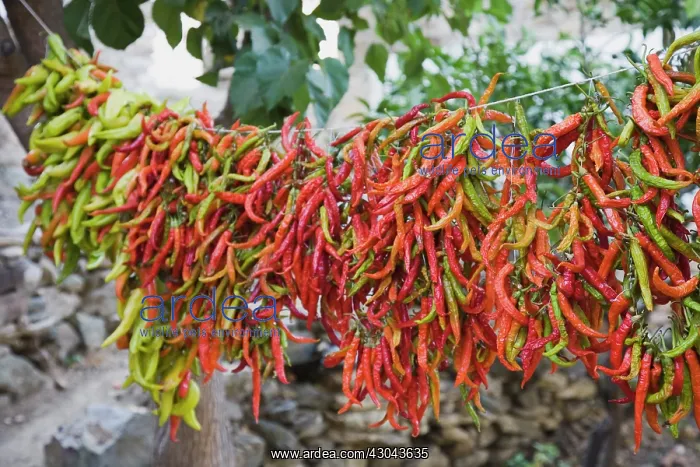 : Chilli. Turkey, Aydin Province, Kusadasi, Strings of brightly coloured : Chilli. Turkey, Aydin Province, Kusadasi, Strings of brightly coloured
