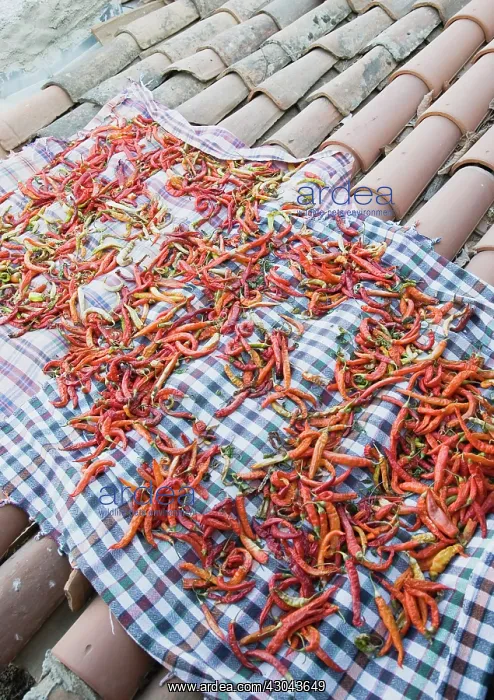 : Chilli. Turkey, Aydin Province, Sirince, Red and orange chilies laid out : Chilli. Turkey, Aydin Province, Sirince, Red and orange chilies laid out