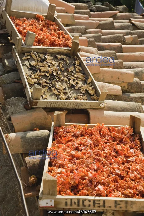 : Chilli. Turkey, Aydin Province, Sirince, Shallow wooden crates of chilies : Chilli. Turkey, Aydin Province, Sirince, Shallow wooden crates of chilies