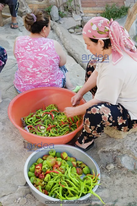 : Chilli. Turkey, Aydin Province, Sirince, Women preparing red : Chilli. Turkey, Aydin Province, Sirince, Women preparing red