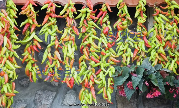 : Chilli. Turkey, Aydin Province, Sirince, Strings of red, green : Chilli. Turkey, Aydin Province, Sirince, Strings of red, green