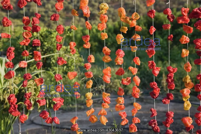 : Chilli. Turkey, Aydin Province, Selcuk, Strings of brightly coloured red : Chilli. Turkey, Aydin Province, Selcuk, Strings of brightly coloured red