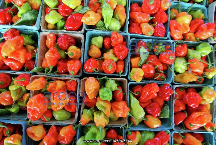 : Chilli. USA, New York, Rochester, Cartons of colorful red, orange, green : Chilli. USA, New York, Rochester, Cartons of colorful red, orange, green
