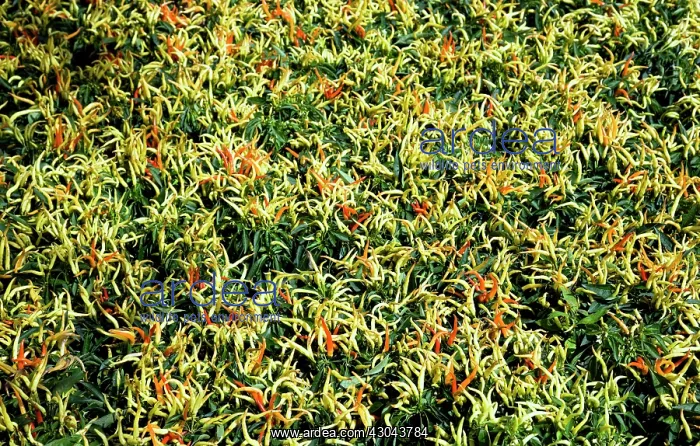 : Chilli. Many pale green, yellow and ripe red chili peppers growing on plants : Chilli. Many pale green, yellow and ripe red chili peppers growing on plants