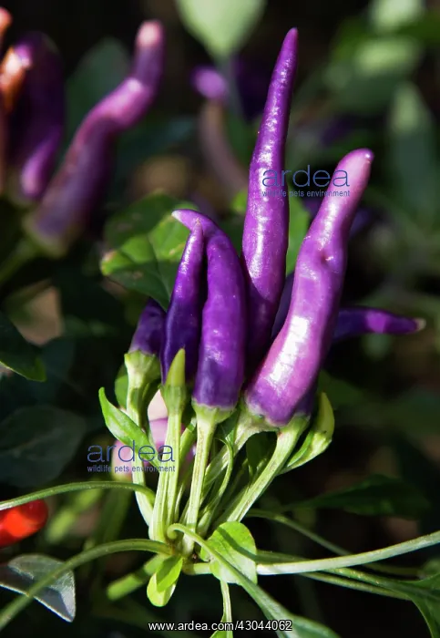 : Chilli. Upright fruits of purple chili peppers growing on plant : Chilli. Upright fruits of purple chili peppers growing on plant