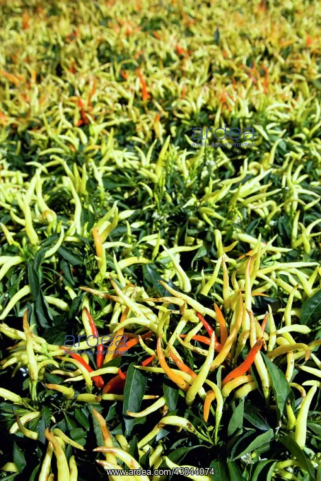 : Chilli. Many pale green, yellow and ripe red chili peppers growing on plants : Chilli. Many pale green, yellow and ripe red chili peppers growing on plants