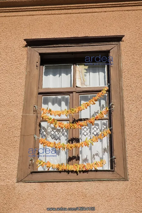 : Chilli. Turkey, Aydin Province, Kusadasi, Strings of yellow : Chilli. Turkey, Aydin Province, Kusadasi, Strings of yellow