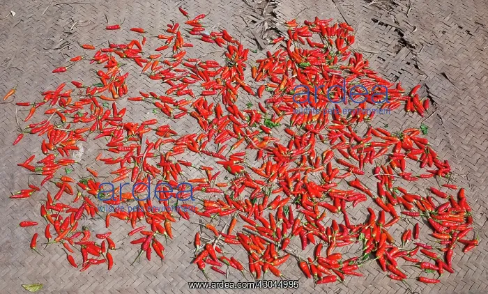 : Chilli, Capsicum annuumLaos, Red chilli peppers laid out to dry on woven : Chilli, Capsicum annuumLaos, Red chilli peppers laid out to dry on woven
